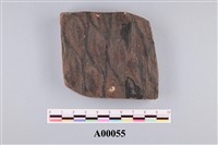 藏品(植物化石)的圖片